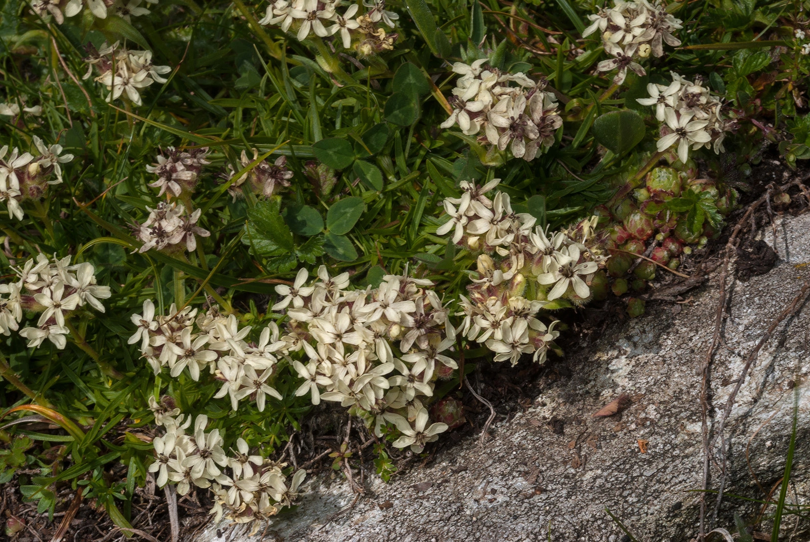 Photo Maurizio Broglio - Saponaria lutea